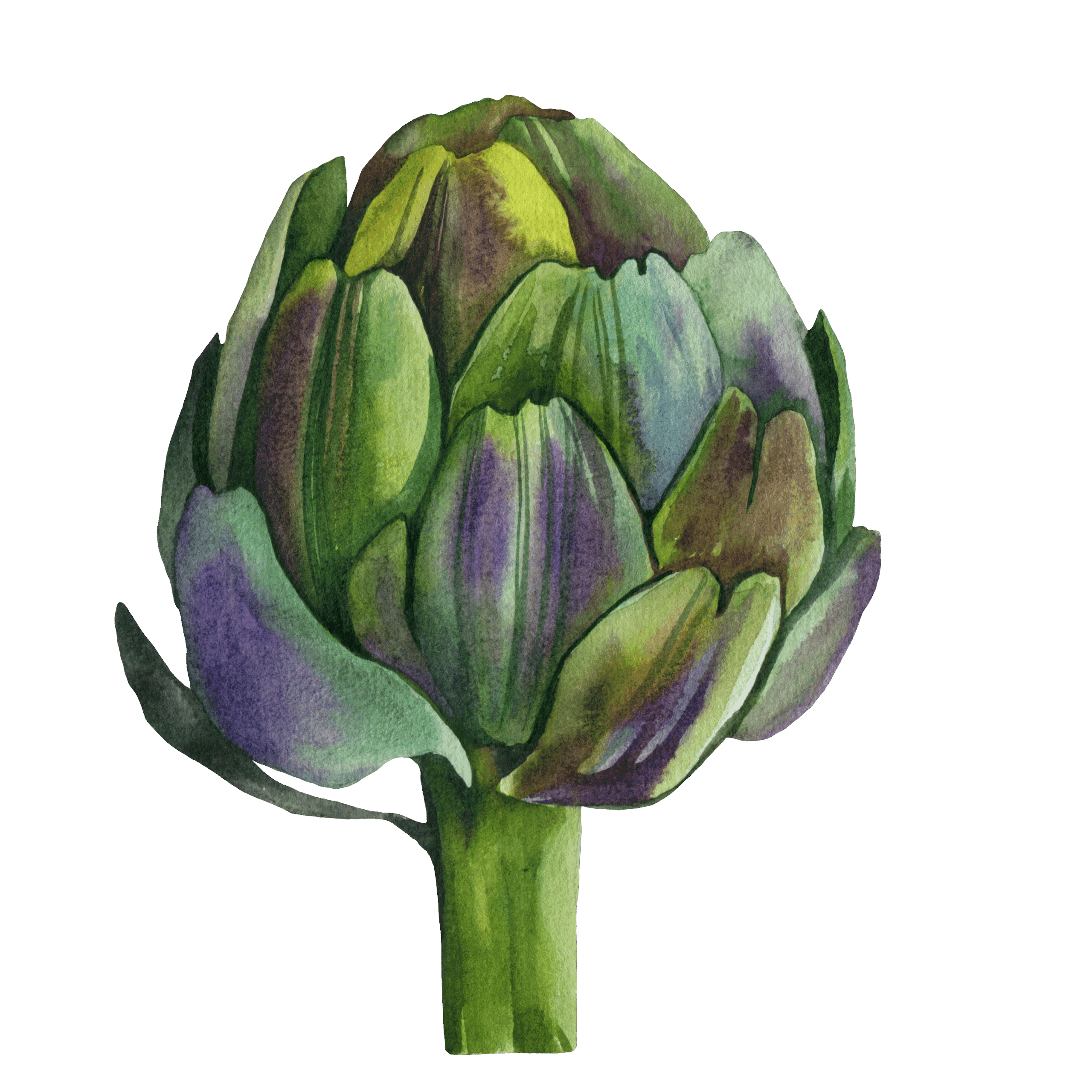 Artichoke